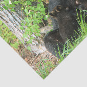 Pflege des schwarzen Bären und der Zwillingsjungen Seidenpapier (Ausschnitt)