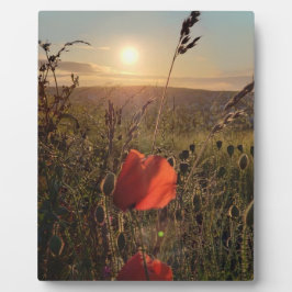 Pflücke bei Sonnenuntergang 2. Perranporth, Cornwa Fotoplatte