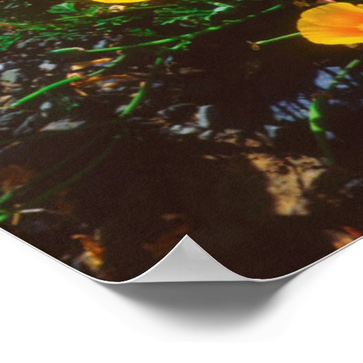 Pflücke entlang der Pazifikküste Poster (Ecke)