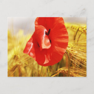 Pflücke im Maisfeld Postkarte