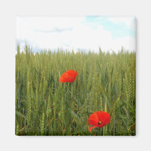 Pflücke in einem Magnet auf dem Platz des Weizen (Vorne)