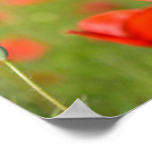 Pflücke in einem Mohnfeld-Poster Poster (Ecke)