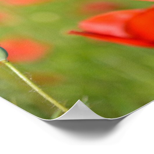 Pflücke in einem Mohnfeld-Poster Poster (Ecke)