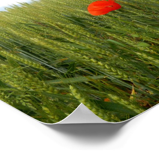 Pflücke in einem Plakatpapier für Weizenfelder Poster (Ecke)