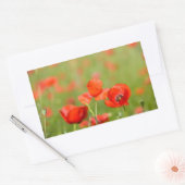 Pflücke in einem rechteckigen Mohnfeld Rechteckiger Aufkleber (Umschlag)