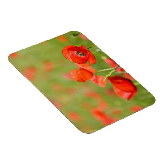 Pflücke in einem rechteckigen Mohnfeldmagnet Magnet (Rechte Seite)