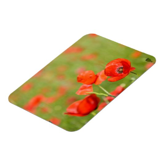 Pflücke in einem rechteckigen Mohnfeldmagnet Magnet (Linke Seite)