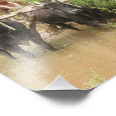 Pflügen von Riesenpaddies in Pokhara Fotodruck (Ecke)