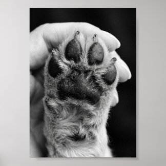 Pfoten-Foto individuell 5 auf 7 Foto Haustier-Ande Poster