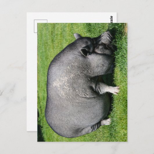 Pfropfschweine Postkarte (Vorne/Hinten)