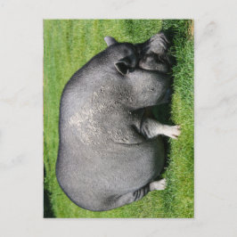 Pfropfschweine Postkarte