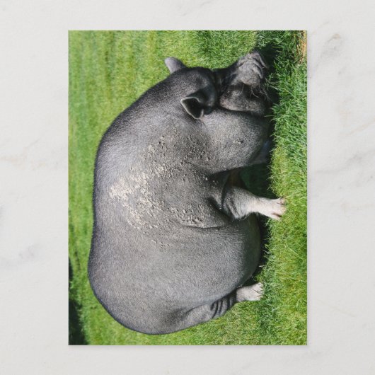 Pfropfschweine Postkarte (Vorderseite)