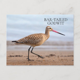 Pfuhlschnepfe Strand Ozean Sand Vogel Postkarte