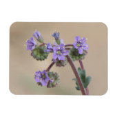 Phacelia Lila Wildblumen Magnet (Horizontal)