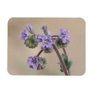 Phacelia lila Wildblumen Magnet