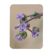 Phacelia Lila Wildblumen Magnet (Vertikal)