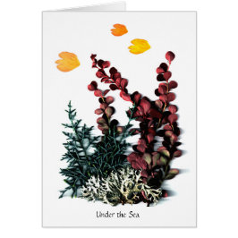 Phaedras Phantasies - unter dem Meer