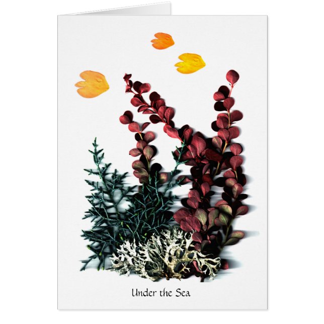 Phaedras Phantasies - unter dem Meer (Vorne)