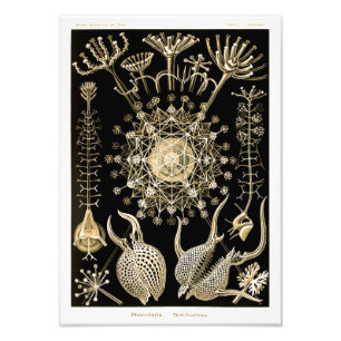 Phaeodarie   61 Gold   Ernst Haeckel   Fotodruck