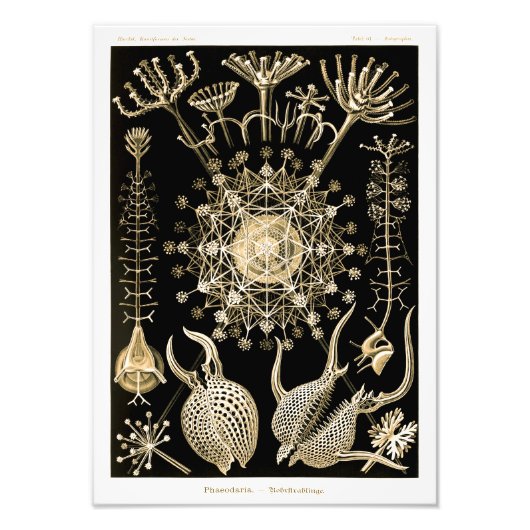 Phaeodarie | 61 Gold | Ernst Haeckel | Fotodruck (Vorne)
