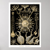 Phaeodarie | 61 Gold | Ernst Haeckel | Poster (Vorne)
