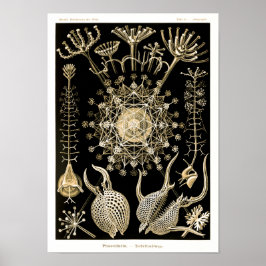 Phaeodarie | 61 Gold | Ernst Haeckel | Poster