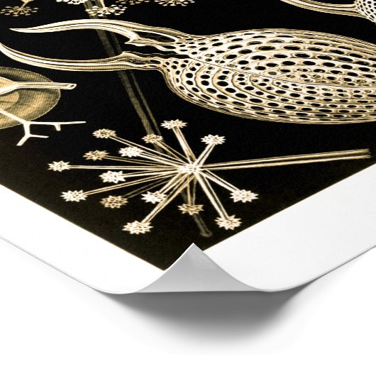 Phaeodarie | 61 Gold | Ernst Haeckel | Poster (Ecke)