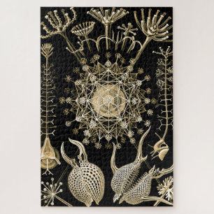 Phaeodarie   61 Gold   Ernst Haeckel   Puzzle