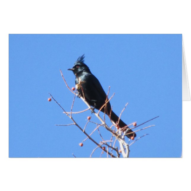 Phainopepla (Vorderseite (Horizontal))