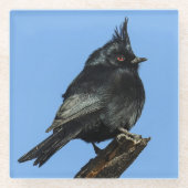 Phainopepla Glass Untersetzer (Vorderseite)