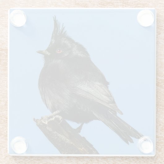 Phainopepla Glass Untersetzer (Rückseite)