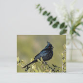 Phainopepla Postkarte (Stehend Vorderseite)