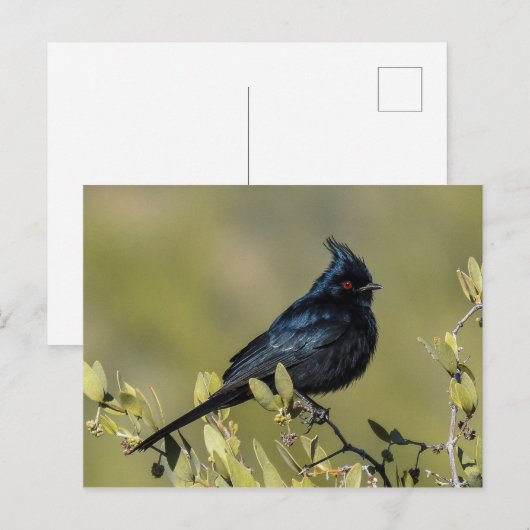 Phainopepla Postkarte (Vorne/Hinten)