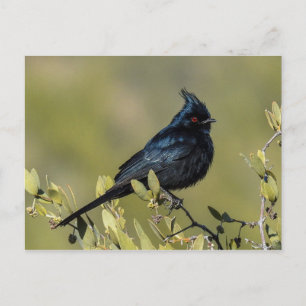 Phainopepla Postkarte
