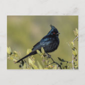 Phainopepla Postkarte (Vorderseite)