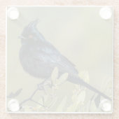 Phainopepla-Untersetzer Glasuntersetzer (Rückseite)