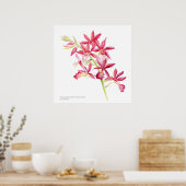 Phaiocalanthe Parkside Rot-Orchidee Wasserfarbkuns Poster (Küche)