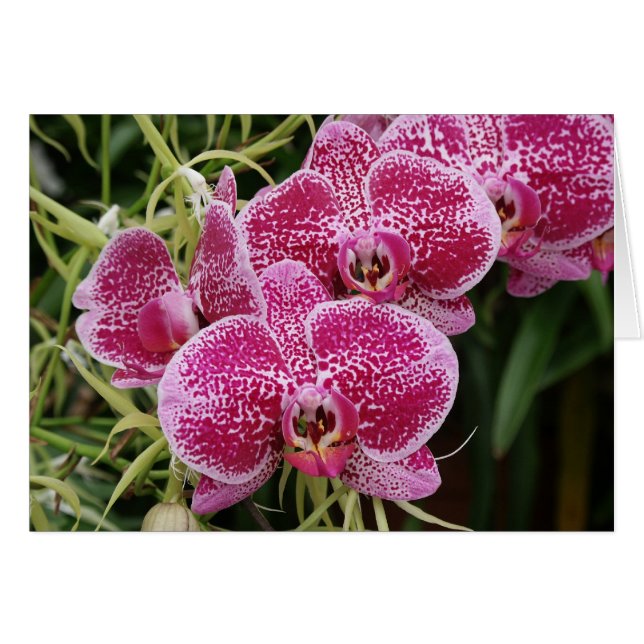 Phalaenopsis (Vorderseite (Horizontal))