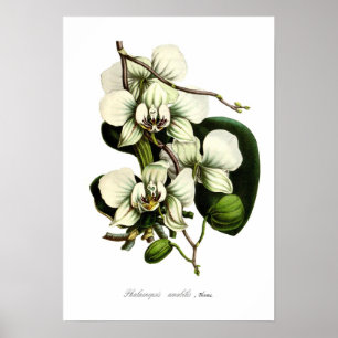Phalaenopsis amabilis poster