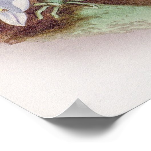 Phalaenopsis Casta Orchid Poster (Ecke)