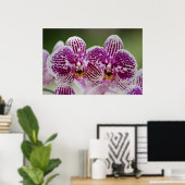 Phalaenopsis-Eleganz Poster (Heimbüro)