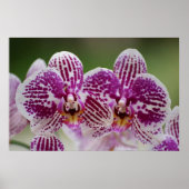 Phalaenopsis-Eleganz Poster (Vorne)