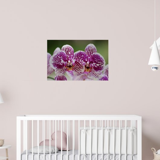 Phalaenopsis-Eleganz Poster (Kinderzimmer 2)