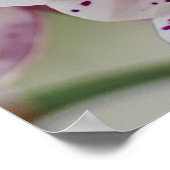 Phalaenopsis-Eleganz Poster (Ecke)