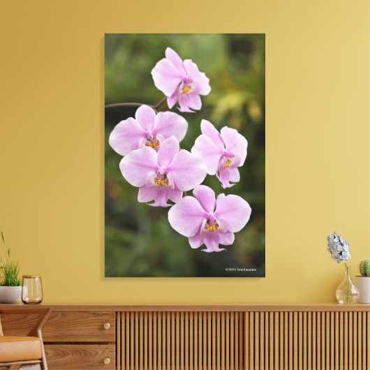 Phalaenopsis Leinwanddruck (Insitu (Wohnzimmer))