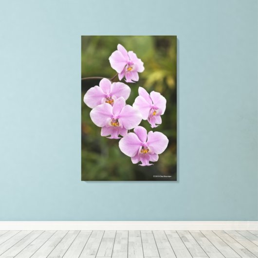 Phalaenopsis Leinwanddruck (Insitu (Holzboden))