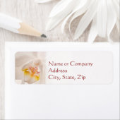 Phalaenopsis Moth Orchid (Insitu)