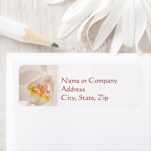 Phalaenopsis Moth Orchid (Insitu)