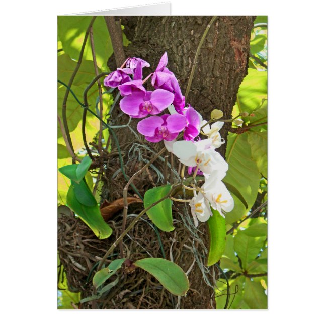 Phalaenopsis Orchid (Vorne)