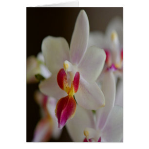 Phalaenopsis Orchid
